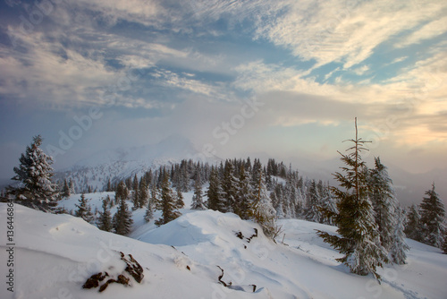 winter forest and mountains Carpathians © pyvovarpavlo