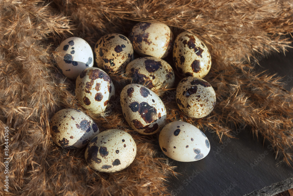 Obraz premium Quail eggs in nest of straw. Decorative dry fluffy grass where y