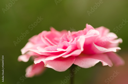 Pink rose flower blossom in a garden