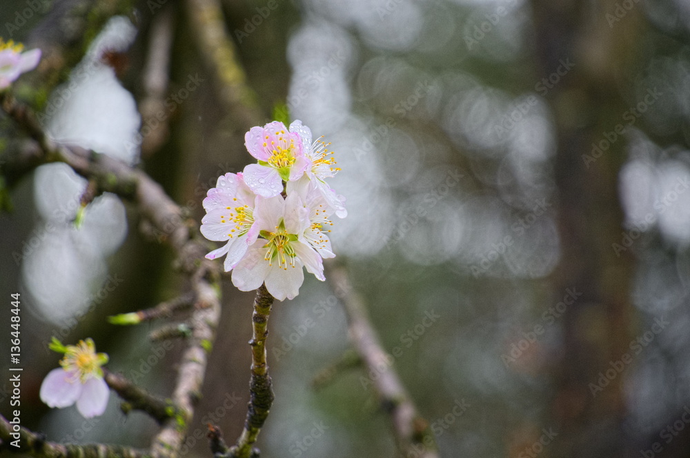 Arbre en fleurs Arbre en fleurs
