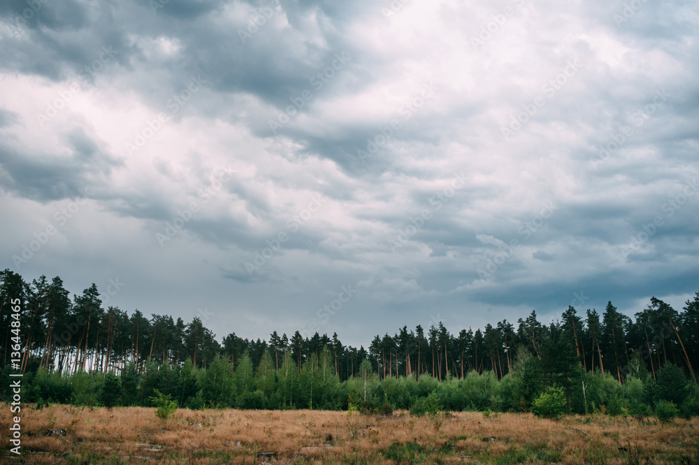 Obraz premium field with trees