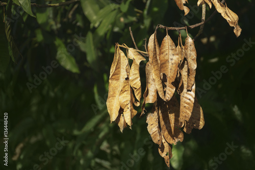 Rotten dead leaves and branch of mango tree affected by disease © ramdannain