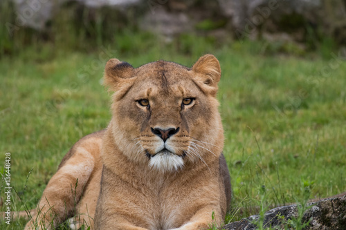Lionne en gros plan © Jerome