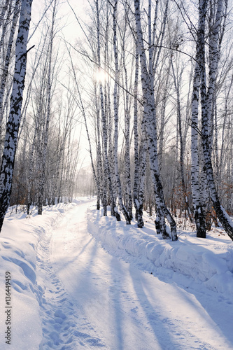 Зимний лес.