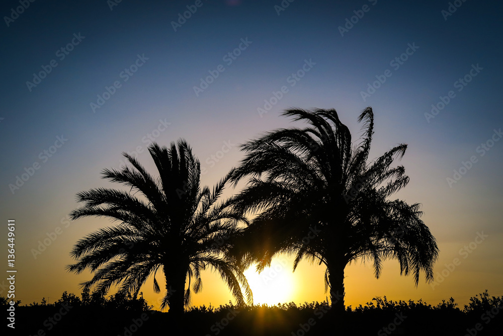 Sunset Between Palm Trees