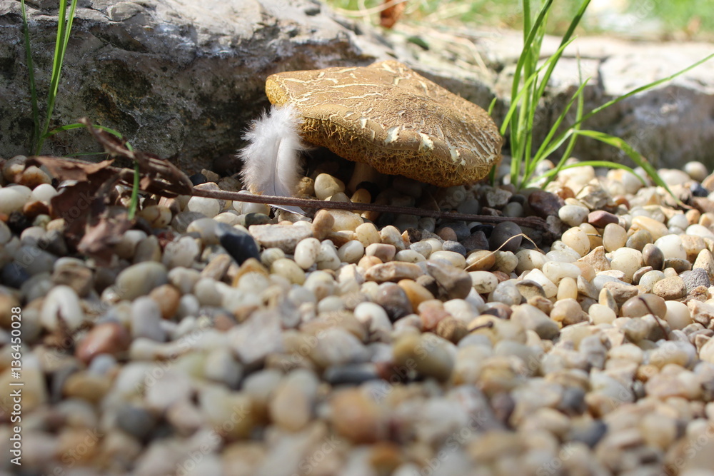 Fototapeta premium Feather and mushroom