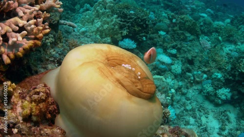 Coral bleaching occurs when water temperatures rise over a longer period.