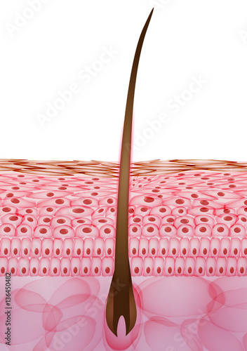 Skin Cells with Hair, Layers - Vector Illustration.