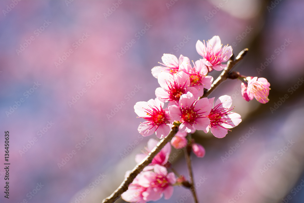 SAKURA , Amazing pink flowers (sky background) SAKURA , Amazing pink flowers (sky background)