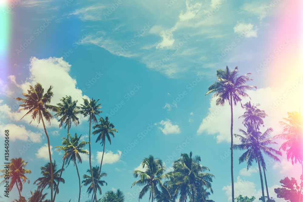 Obraz premium Tropical palm trees at sunny summer day, vintage film stylized with film light leaks