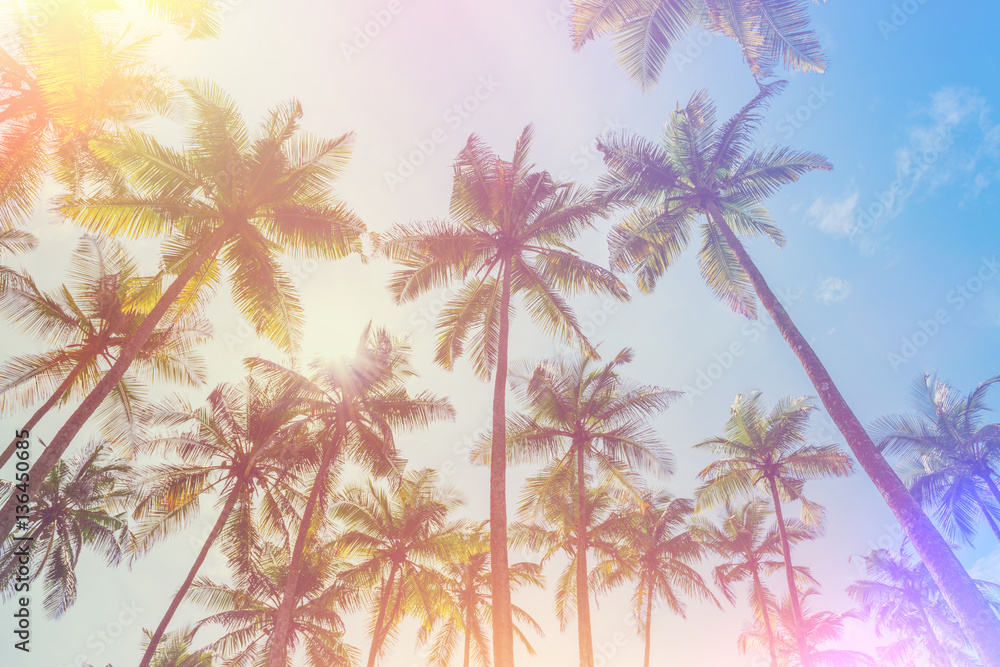 Exotic tropical palm trees at summer, vintage film light leak stylized and color toned