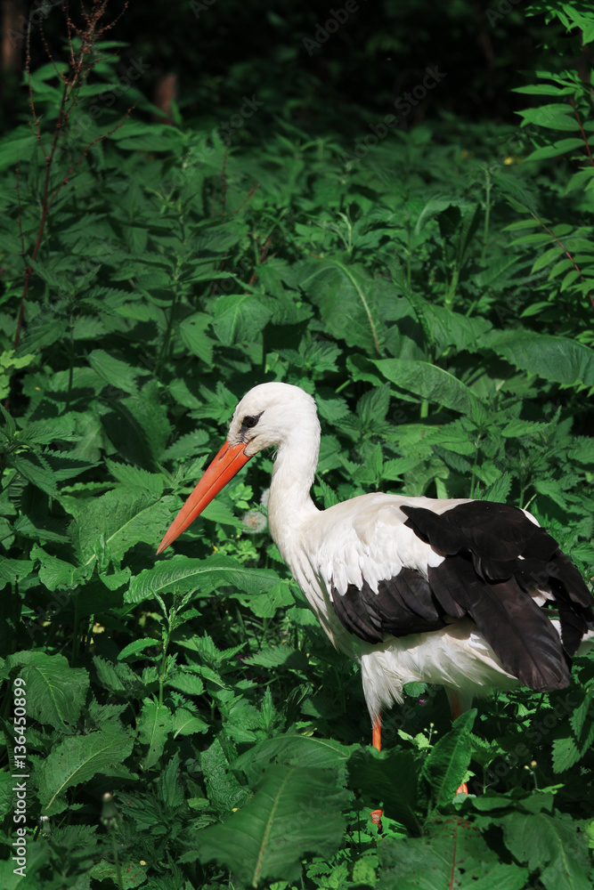 Fototapeta premium stork