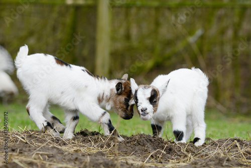 white goat kids standing on pasture © Carola Schubbel