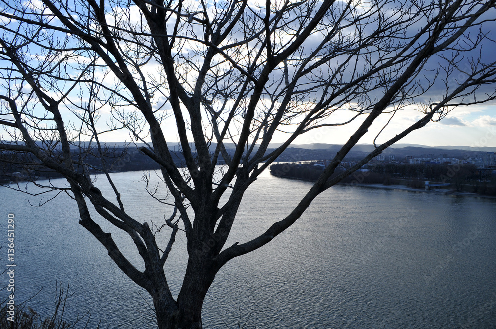 Look at a tree located on a cliff by the river Danube near Novi Sad, Serbia Look at a tree located on a cliff by the river Danube near Novi Sad, Serbia
