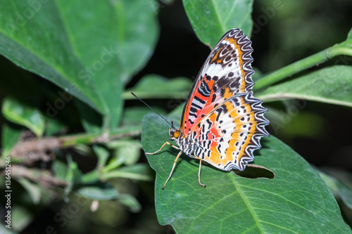 The Leopard Lacewingss Butterfly photo
