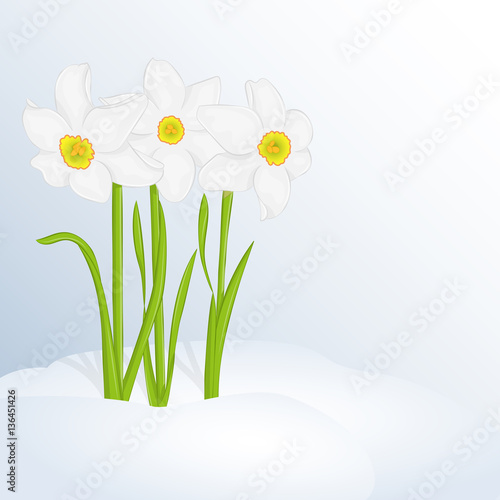 Beautiful spring background with Narcissus Poeticus in snow for congratulations with spring or Womens Day. Holiday poster or placard template in cartoon style. Vector illustration. Flower Collection.