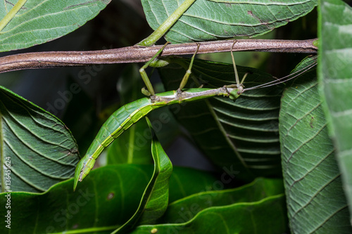 The Stick insect (Phobaeticus) photo
