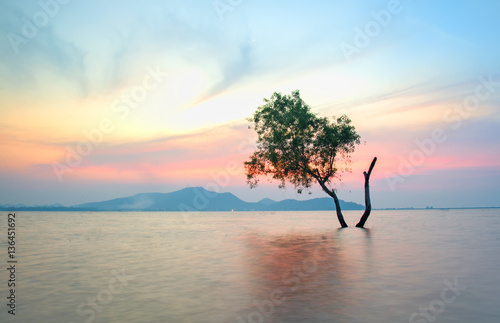 Alone alive tree is in the flood of lake at sunset scenery