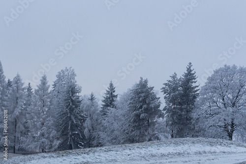 Snow meadow with snowy trees in landscape © Roman's portfolio