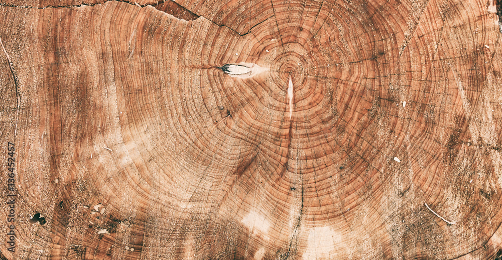 Fototapeta premium Tree trunk section as background