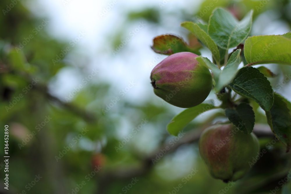 apple, fruit, apple tree, food, tree, branch, garden, leaves, green, color, plant, botany, autumn, smell, sweet, juicy, ripe, apple, fruit, apple tree, food, tree, branch, garden, leaves, green, color, plant, botany, autumn, smell, sweet, juicy, ripe,