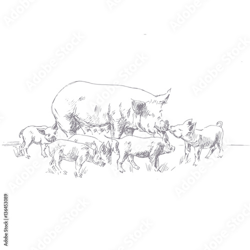 flat graphic vector illustration pig with piglets