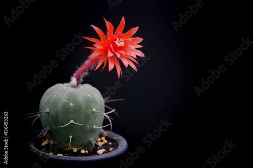 Cactus flower : Matucana madisoniorum in bloom isolated on a black background