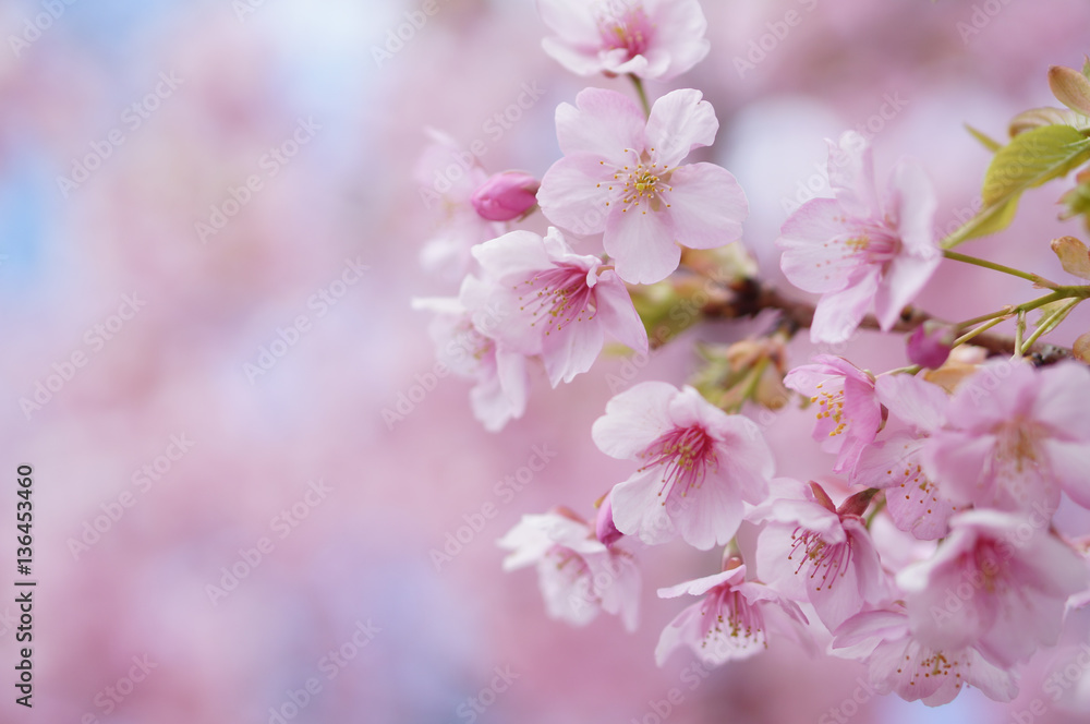 河津桜