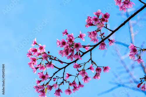 Fototapeta Naklejka Na Ścianę i Meble -  Branch of Wild Himalayan Cherry