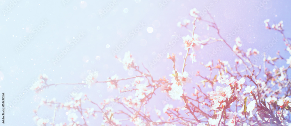 Abstract blurred banner of spring cherry tree