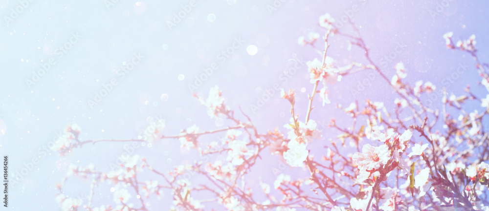 Fototapeta premium Abstract blurred banner of spring cherry tree