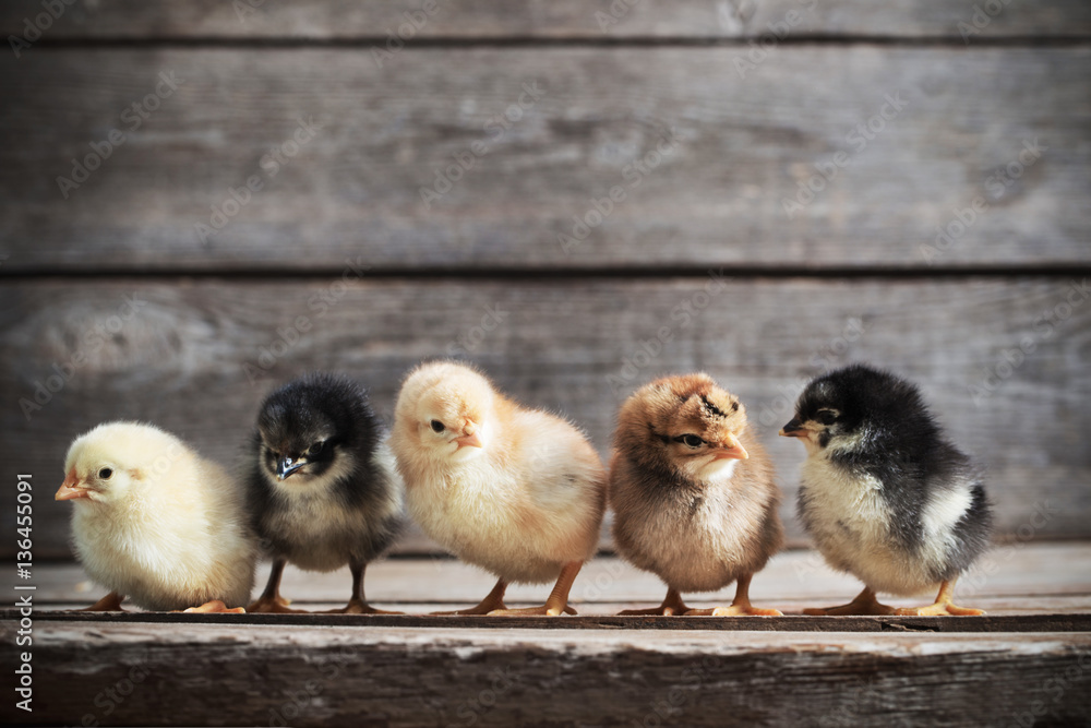 little kid chick standing on wooden background little kid chick standing on wooden background