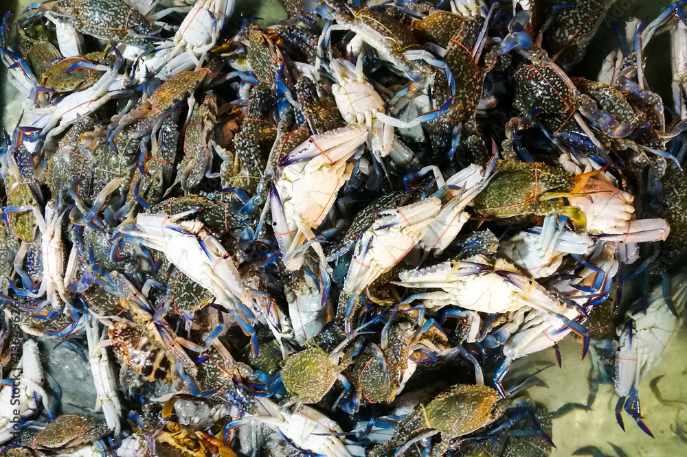 Fresh caught blue crabs for sale i Fresh caught blue crabs for sale i