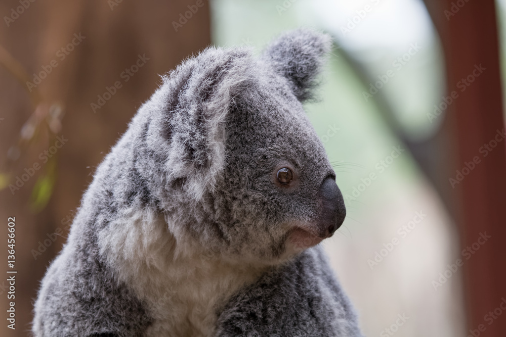 Fototapeta premium Koala en gros plan