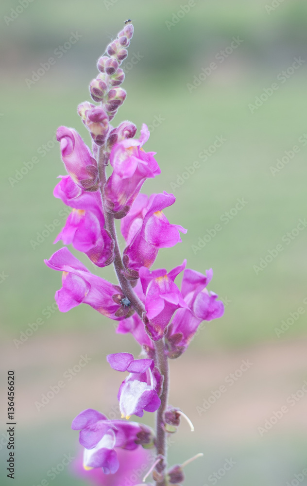 Fototapeta premium pink flowers