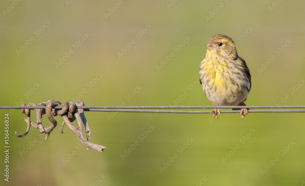 Fototapeta premium a bird on a wire