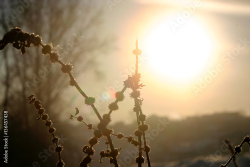 Wallpaper Mural winter, nature Torontodigital.ca