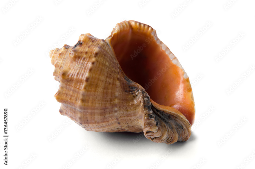 Shell Rapan on a white background Shell Rapan on a white background