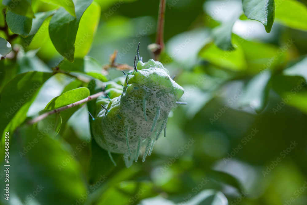 Fototapeta premium Wild Butterflies in Saint Martin