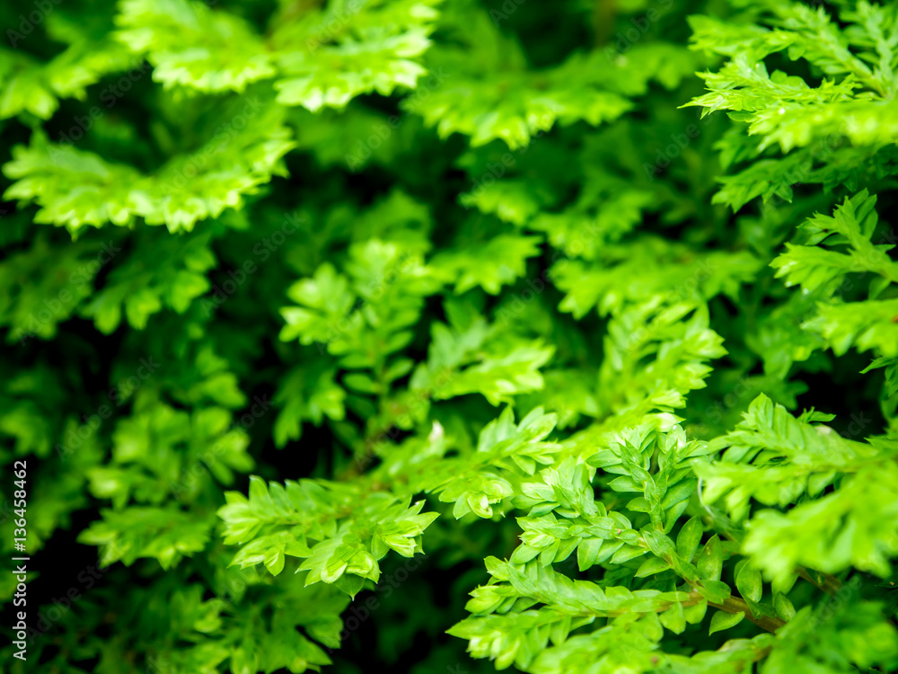 Freshness Selaginella involvens fern Freshness Selaginella involvens fern