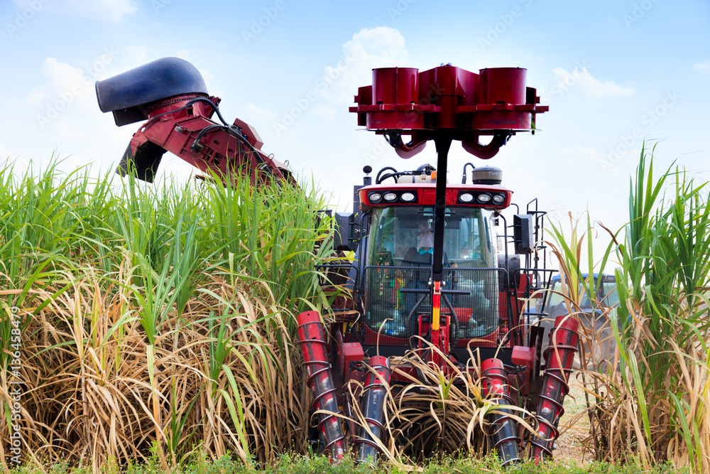 Naklejka premium Sugarcane harvester machine