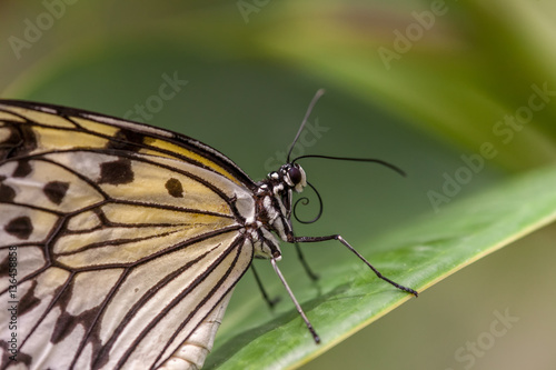 Wild Butterflies in Saint Martin © ThierryDehove
