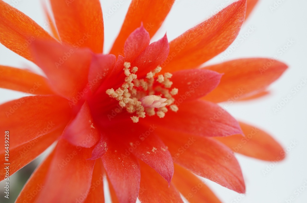 Fototapeta premium Cactus flower : Matucana madisoniorum in bloom isolated