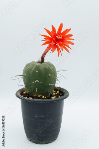 Cactus flower : Matucana madisoniorum in bloom isolated