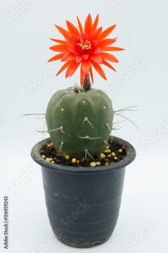 Cactus flower : Matucana madisoniorum in bloom isolated