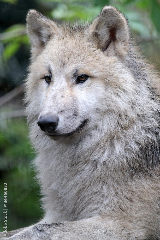 Hudson bay wolf