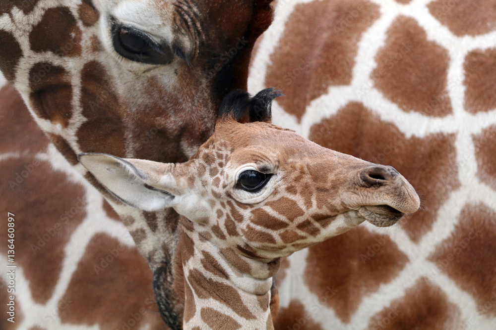 Fototapeta premium Close up of giraffe and calf