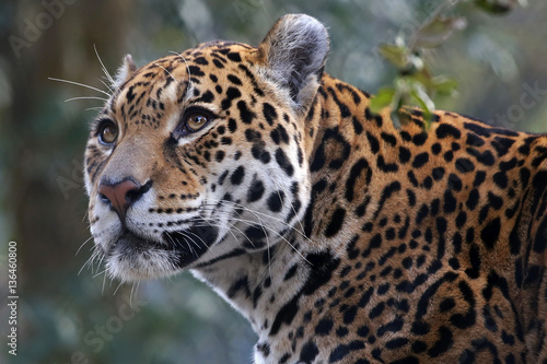 Jaguar © Edwin Butter