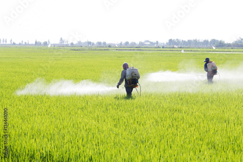 Farmer spraying pesticide in the rice field, Thailand