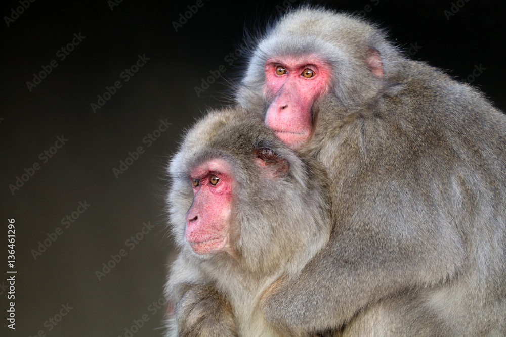 Japanese macaque Japanese macaque